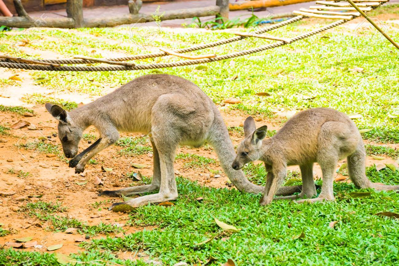 Grey kangaroo eating something from the ground, Vinpearl Safari