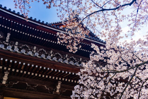 Nanzenji,Temple,And,Cherry,Blossoms.,The,Japanese,Text,Written,On