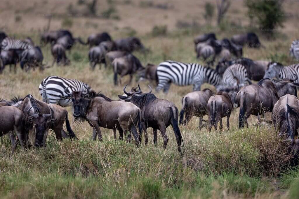 馬賽馬拉保護區<br> Masai Mara National Reserve