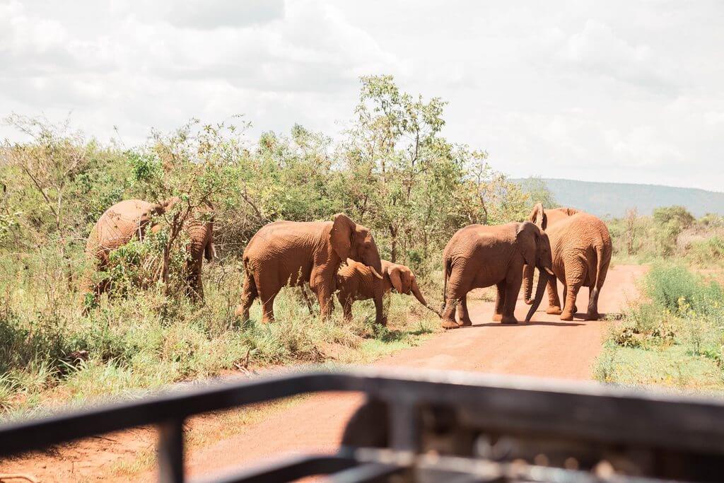 阿卡蓋拉國家公園<br> Akagera National Park