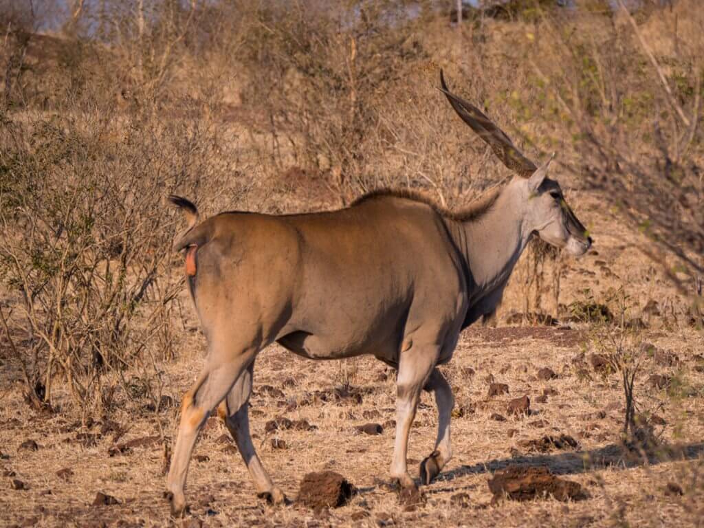 尚比西國家公園<br> Zambezi National Park