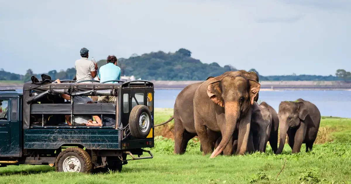 Elephants-in-Minneriya-National-Park