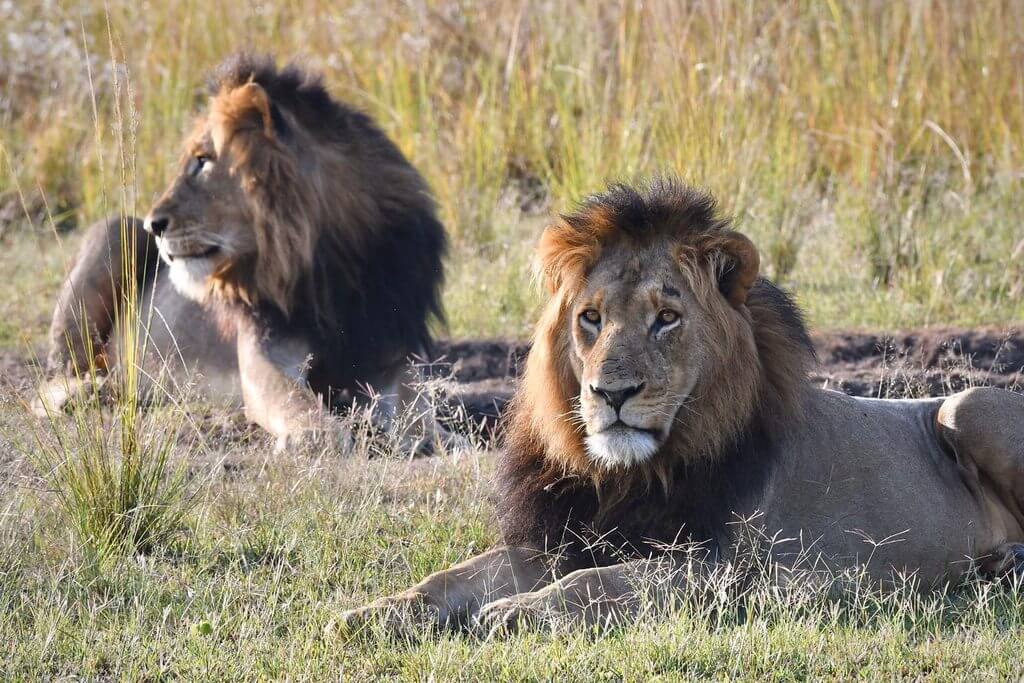 阿卡蓋拉國家公園<br> Akagera National Park