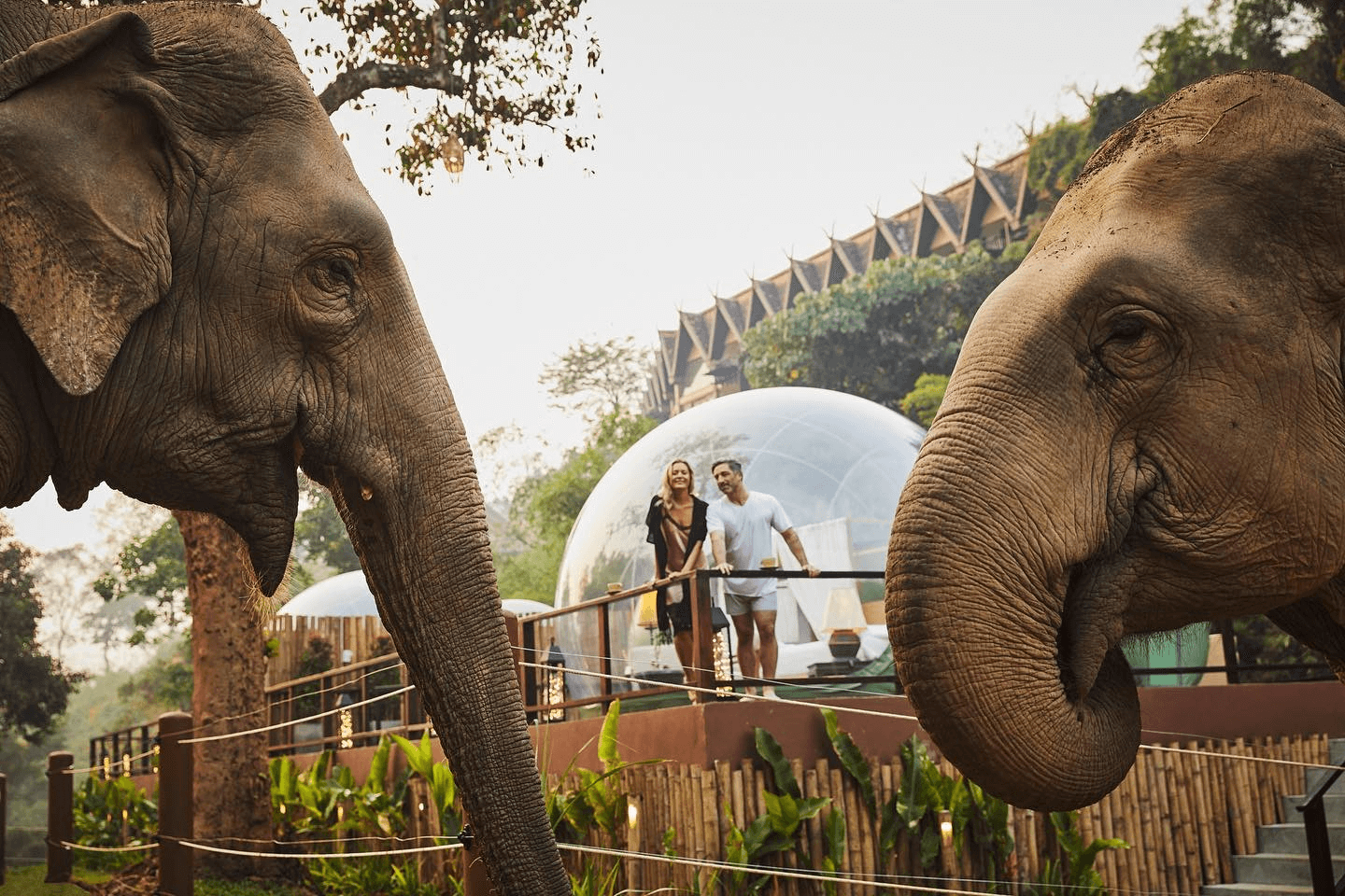 泰國住宿｜探索神秘金三角-Anantara Golden Triangle Elephant Camp& Resort