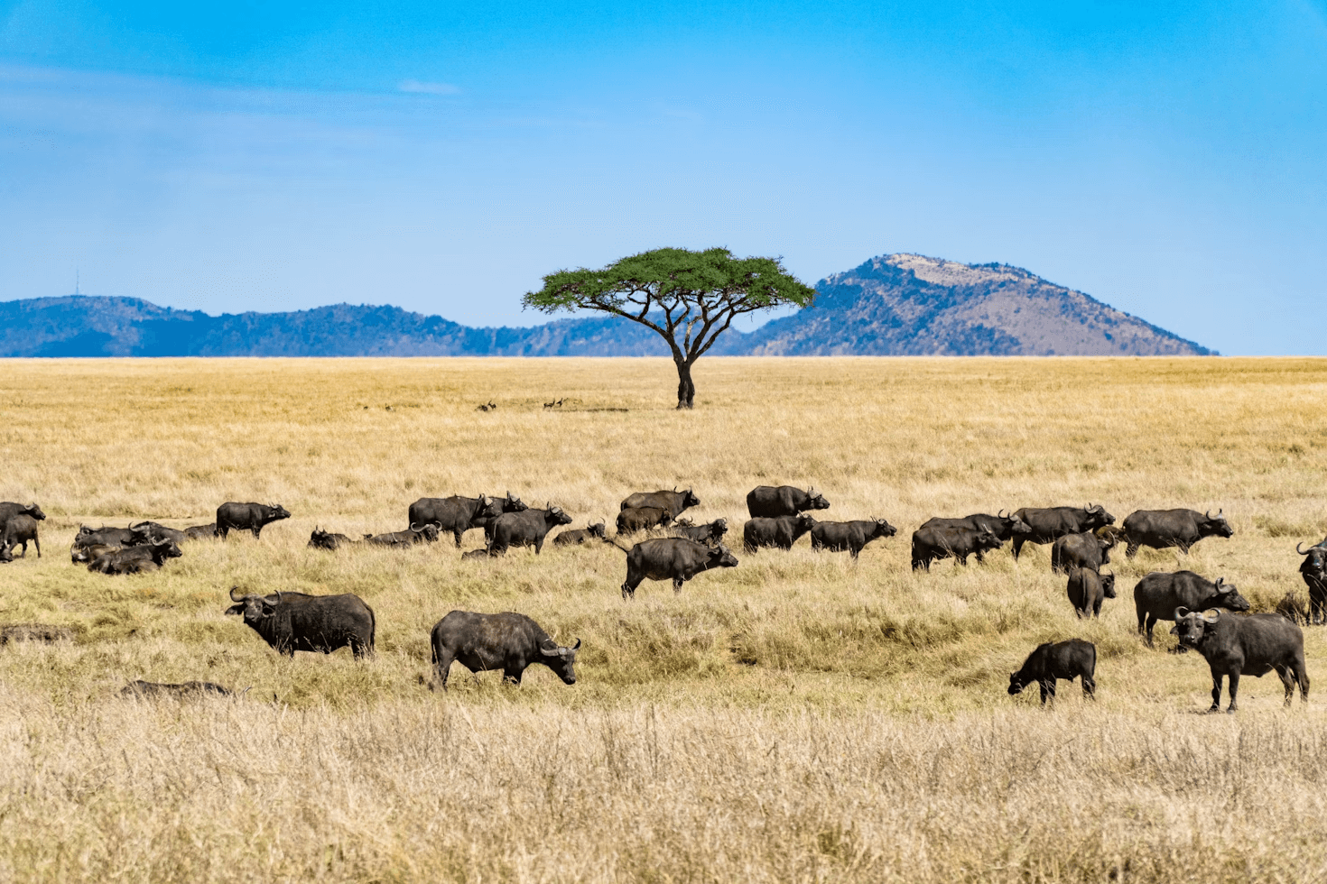 走進南非 11日Safari獵遊奇觀之旅