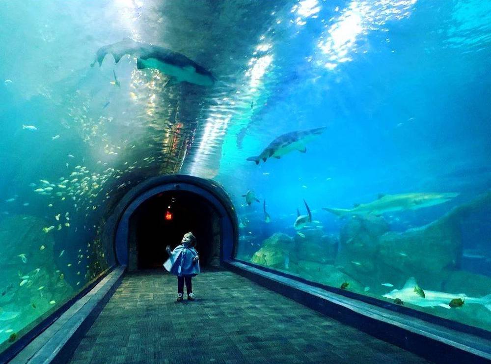 adventure-aquarium-new-jersey