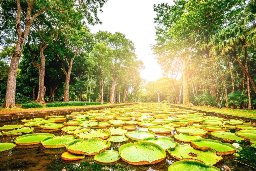 龐普勒穆斯植物園 (Pamplemousses)