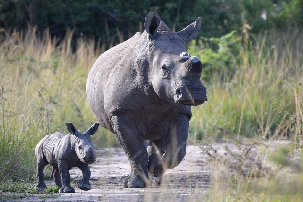 阿卡蓋拉國家公園<br> Akagera National Park