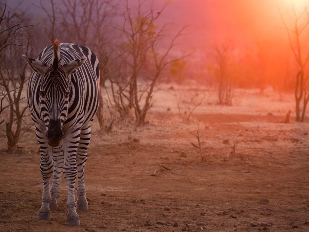 尚比西國家公園<br> Zambezi National Park