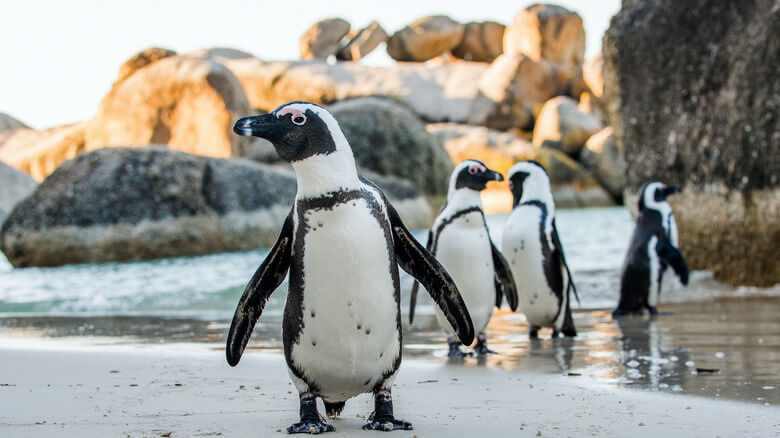 African,Penguin,On,The,Sandy,Beach.,African,Penguin,(,Spheniscus