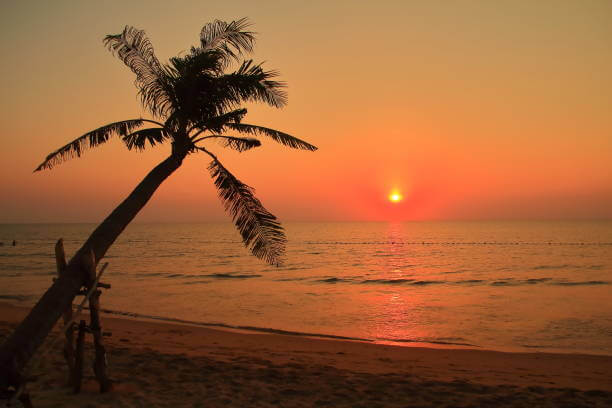 Sunset with Inclined Palm Tree. Vietnam.