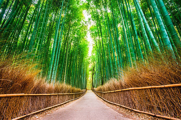 Bamboo Forest of Kyoto, Japan.