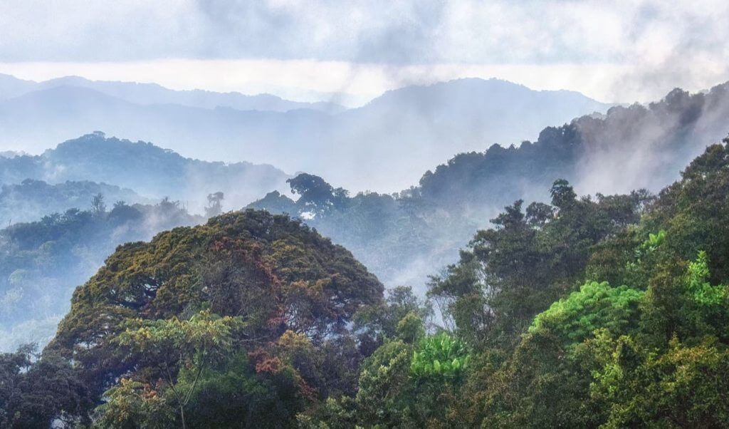 紐格威森林國家公園<br> Nyungwe Forest National Park