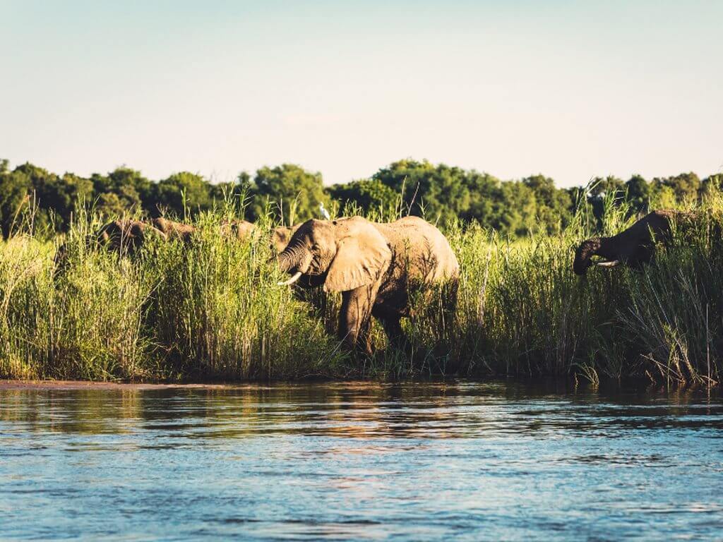 尚比西國家公園<br> Zambezi National Park