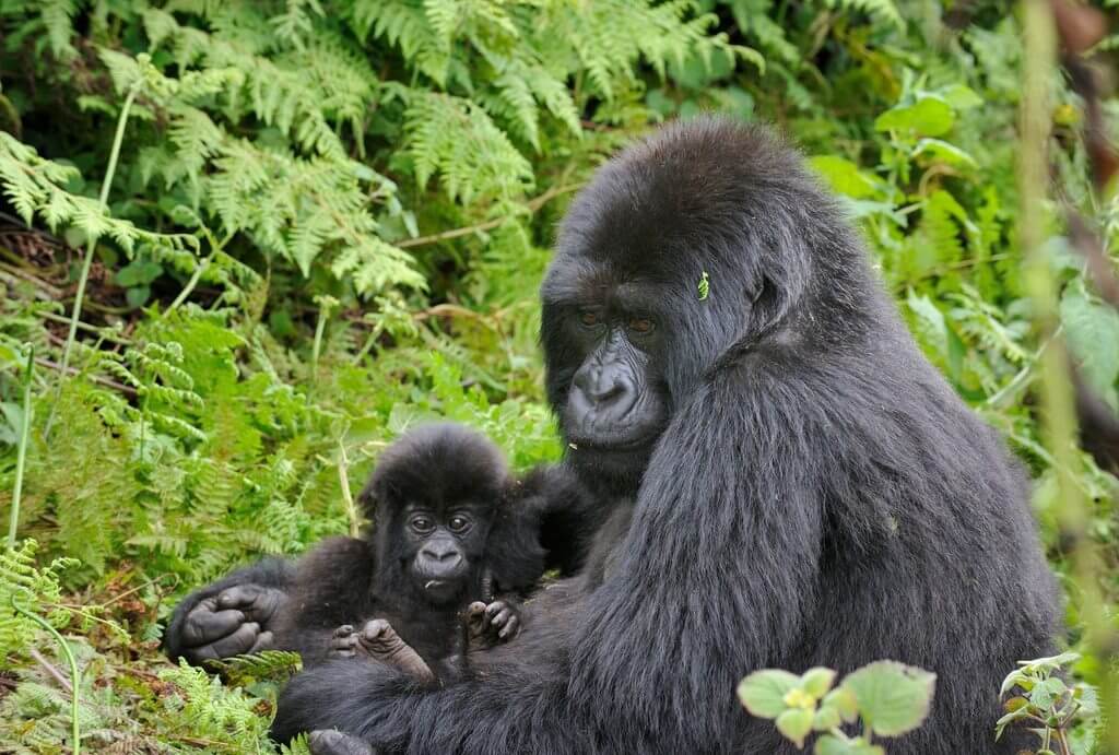 火山國家公園大猩猩徒步旅行<br> Gorilla Trek Volcanoes National Park