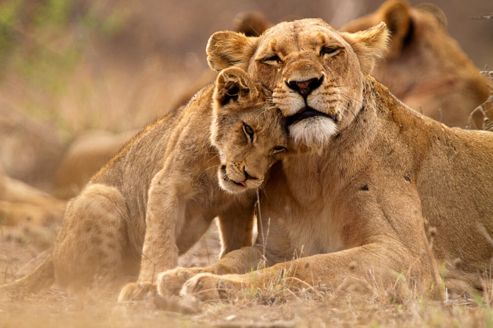 Predator´s,Love.,Lioness,And,Cub,In,The,Kruger,Np,,South