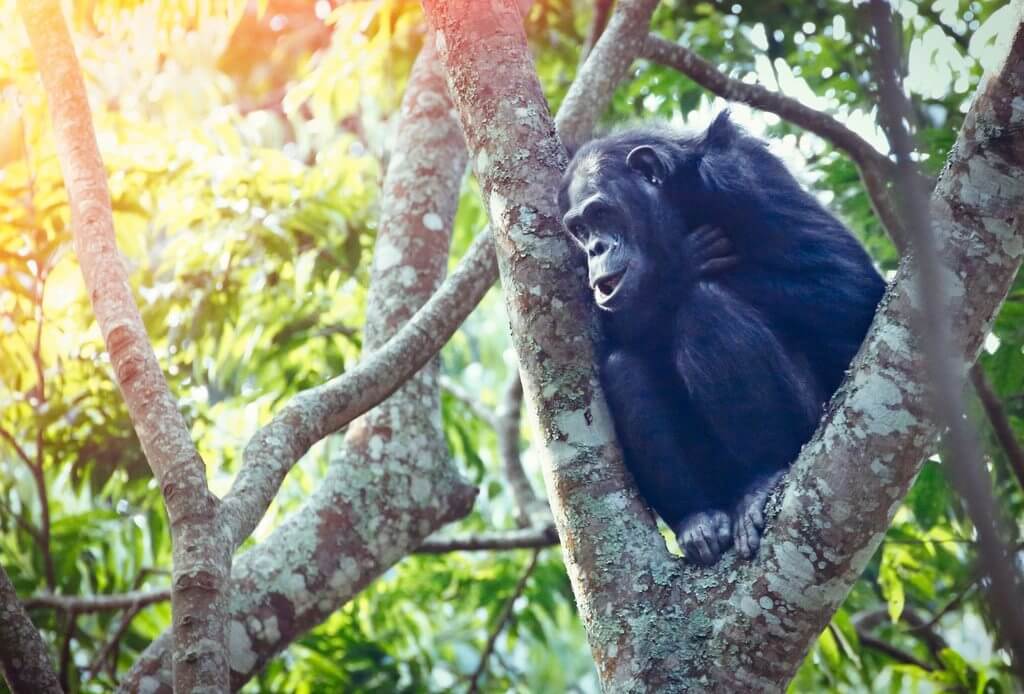 紐格威森林國家公園<br> Nyungwe Forest National Park