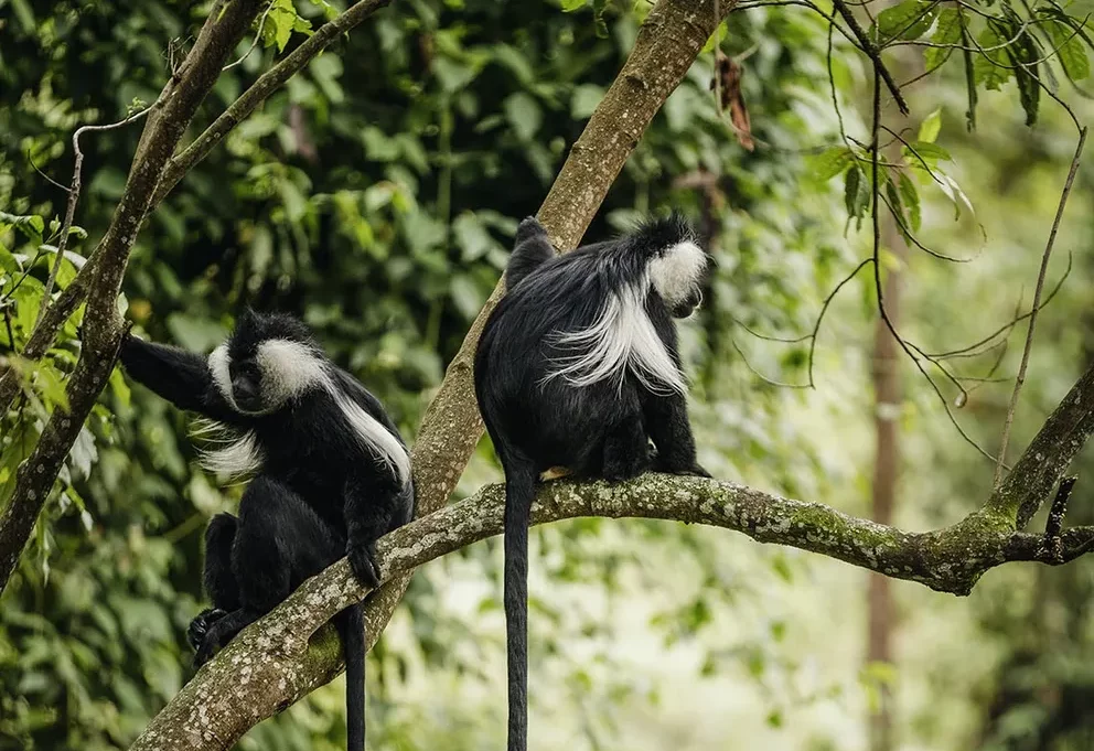 oonh-activities-colobus-monkey-trek-5-portrait