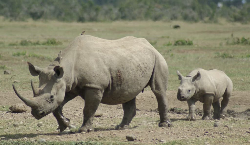 奧爾佩耶塔保護區<br> Ol Pejeta Conservancy