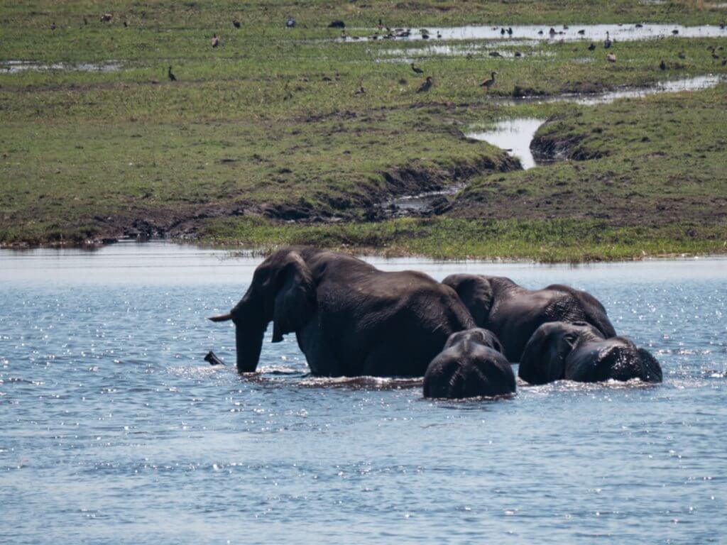 尚比西國家公園<br> Zambezi National Park