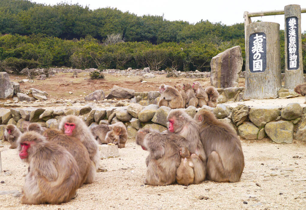 銚子溪自然動物園 猿之國