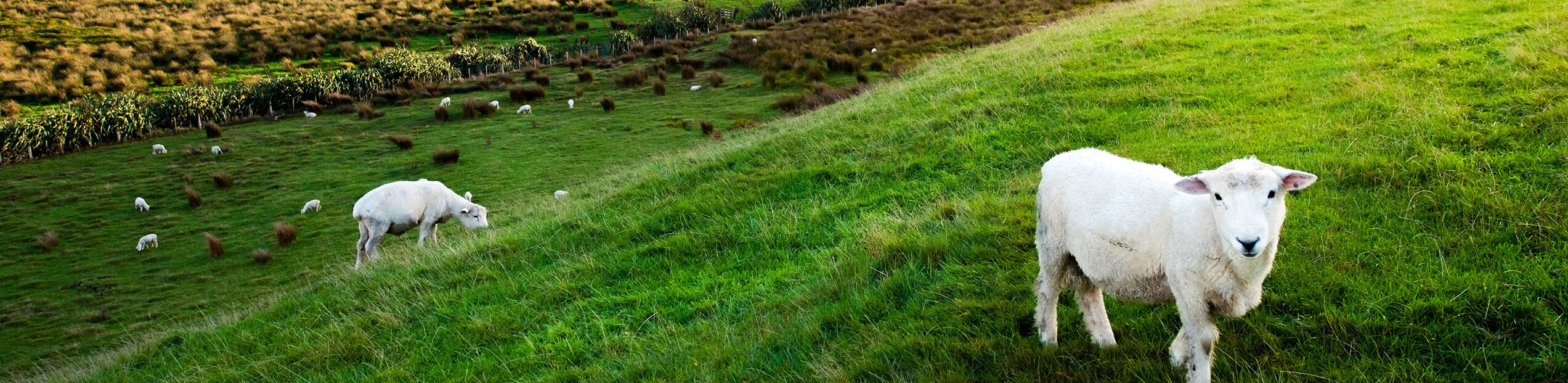 Sheep,In,New,Zealand.