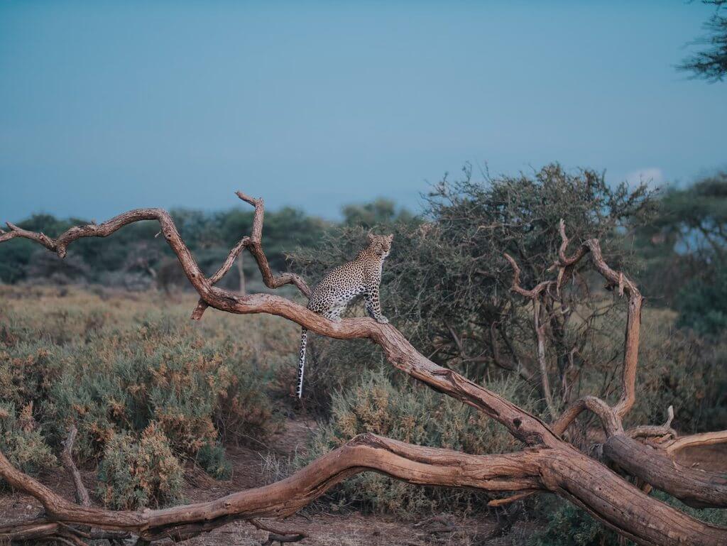 桑布盧保護區<br> Samburu National Reserve