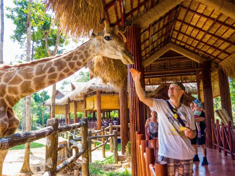 vinpearl-safari-zoo-park-phu-quoc-vietnam-february-tourist-giraffe-159195574