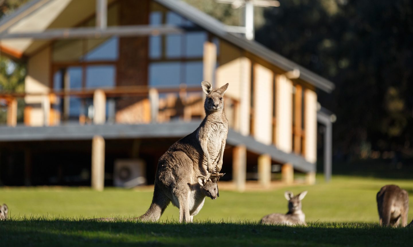 yering-gorge-cottages-wildlife-kangaroos-joeys