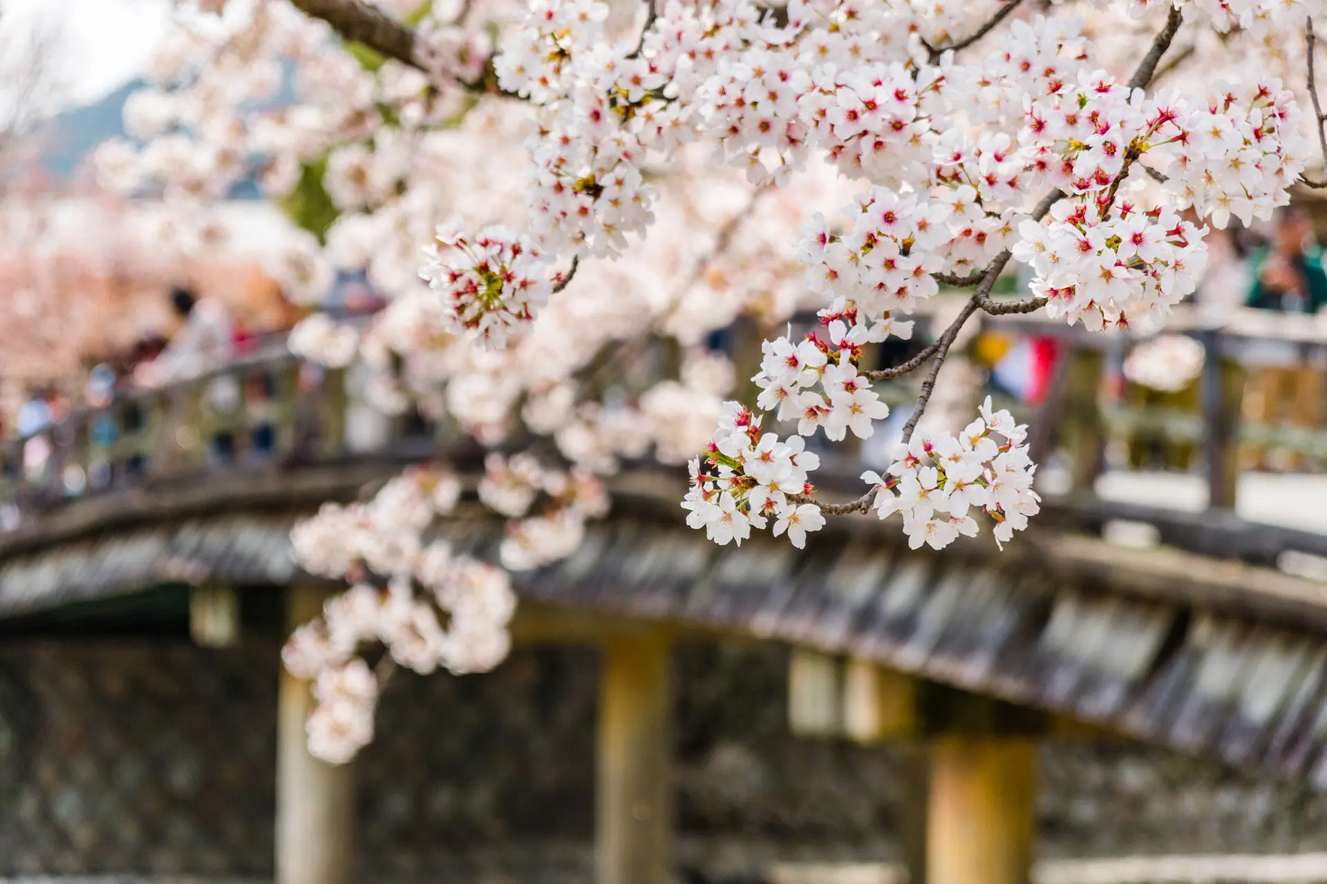 京都-桜-風景-2-1