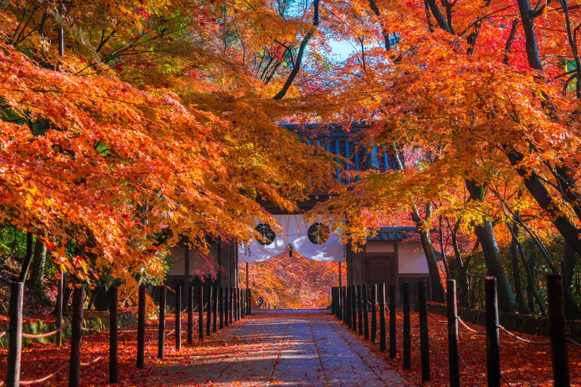 京都賞楓