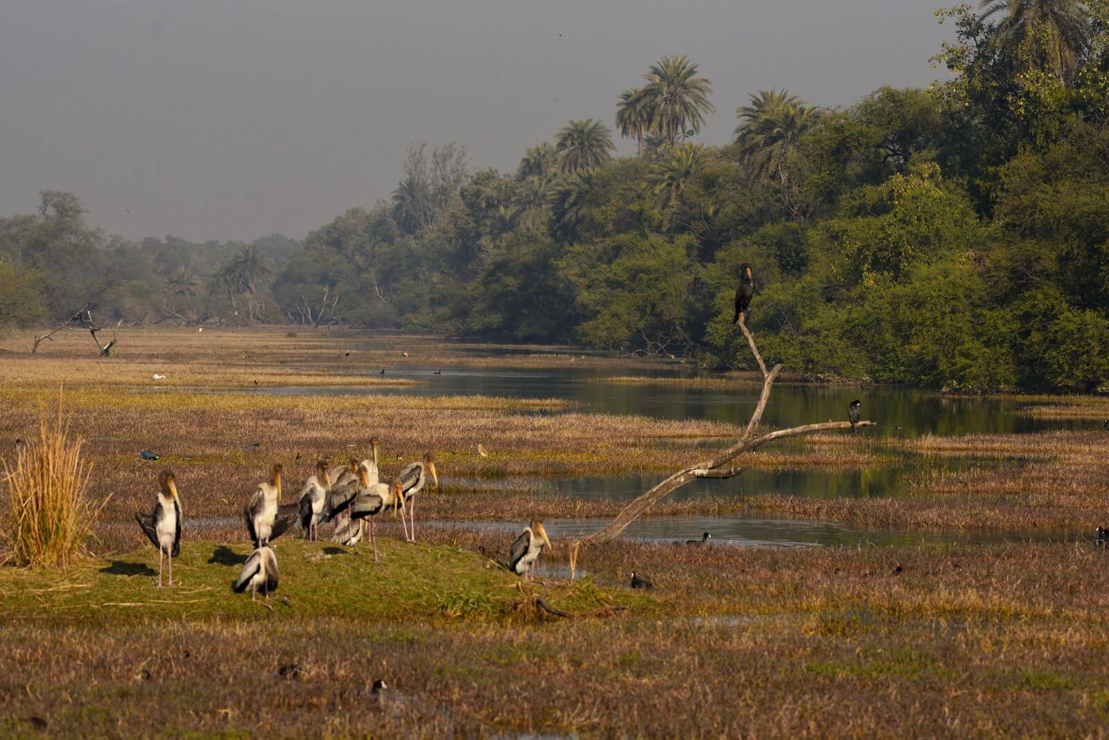 Bharatpur landscape