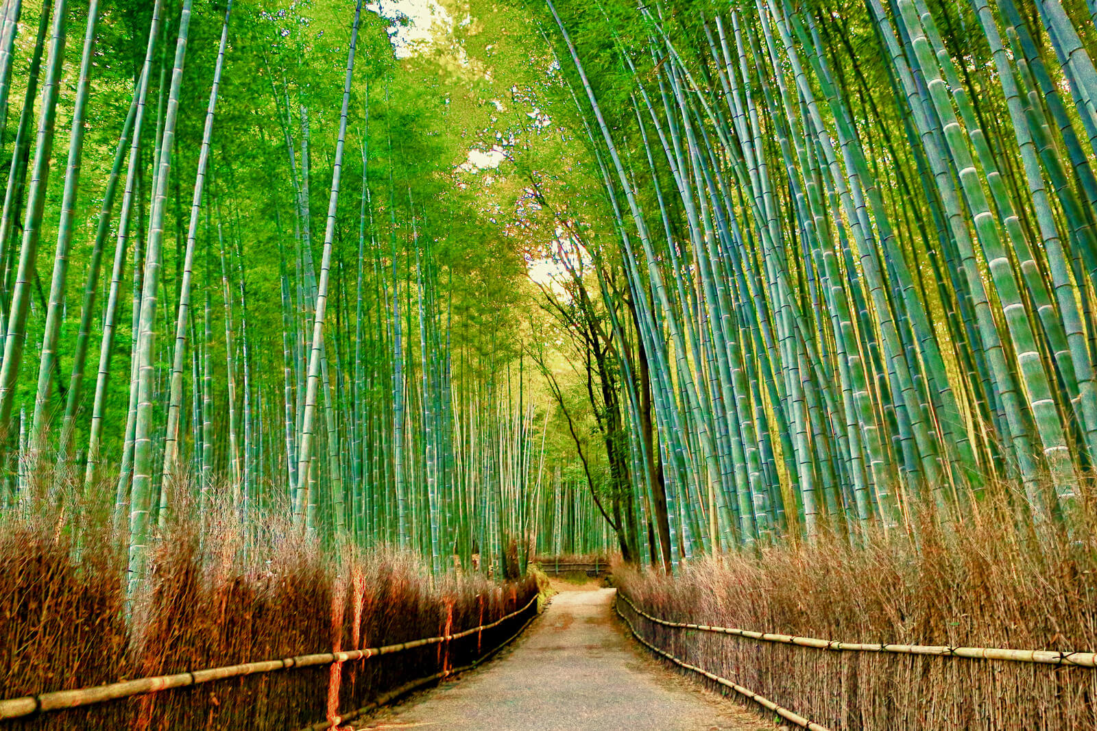 Bamboo Forest