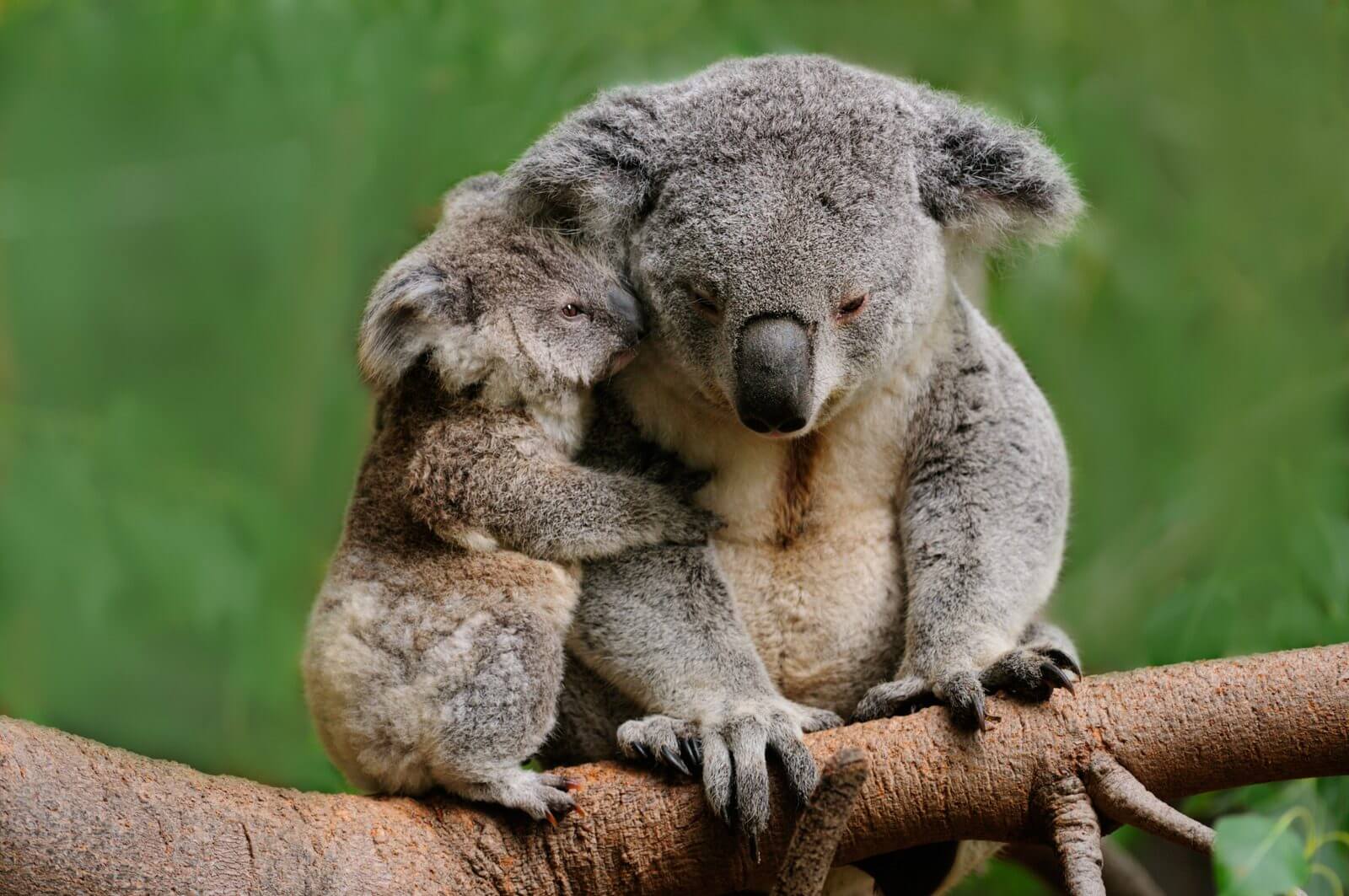 龍柏動物園Lone Pine Koala Sanctuary