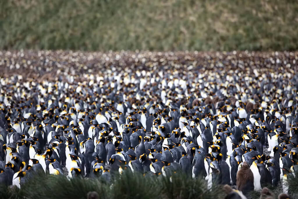 South Georgia Island