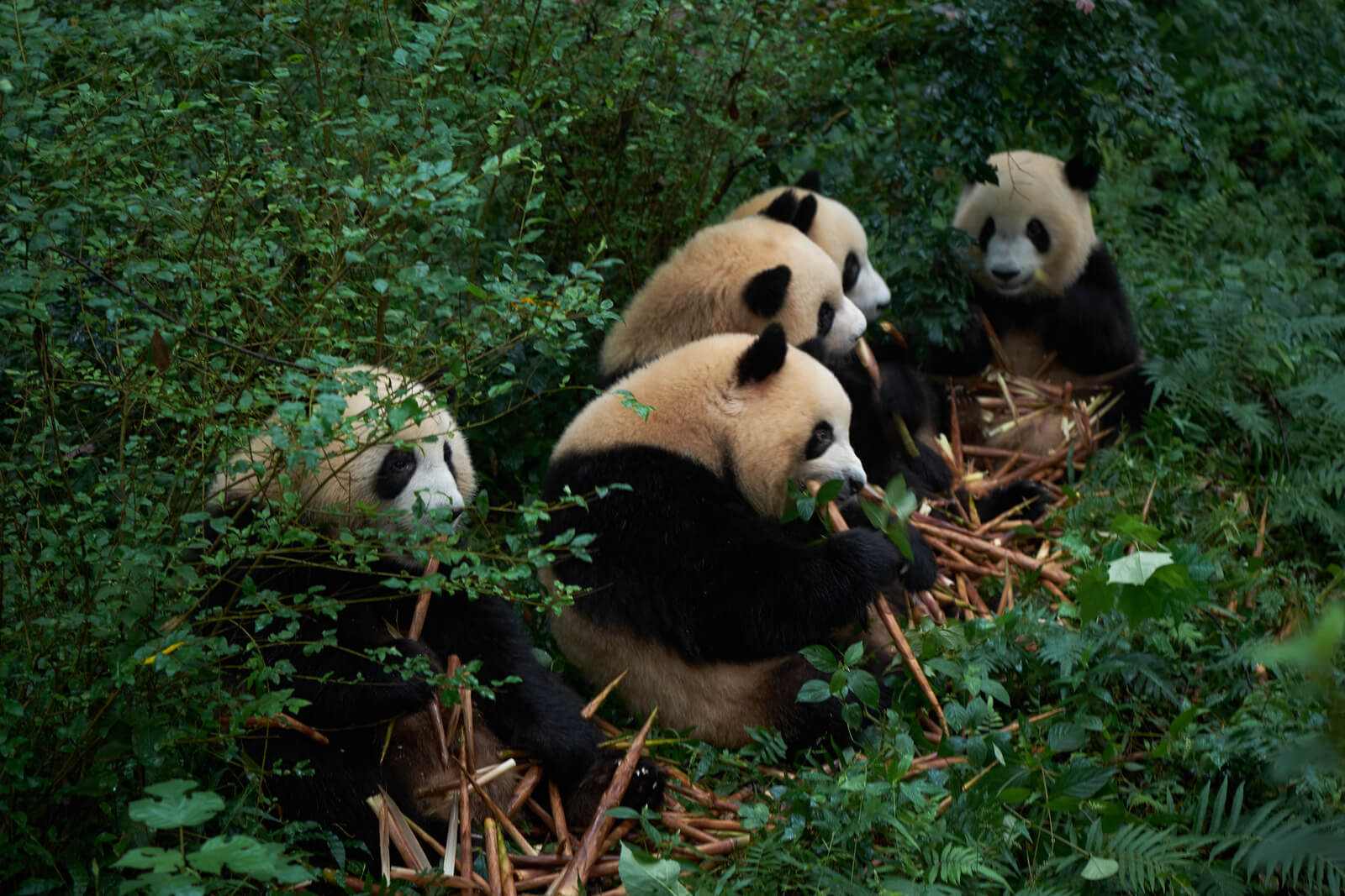 Giant Panda at the Giant Panda Breeding Research Base (Xiongmao Jidi), China