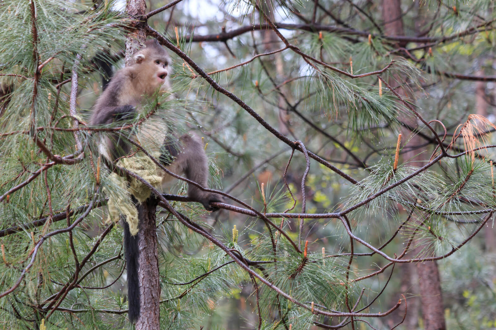 Yunnan Black Snub-Nosed Monkey (Rhinopithecus Bieti)