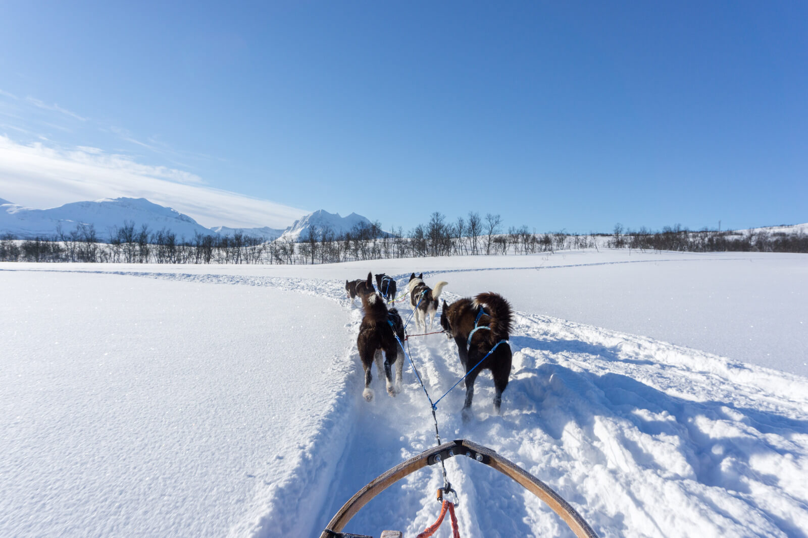 Dog Sledding in Tromsø, Norway