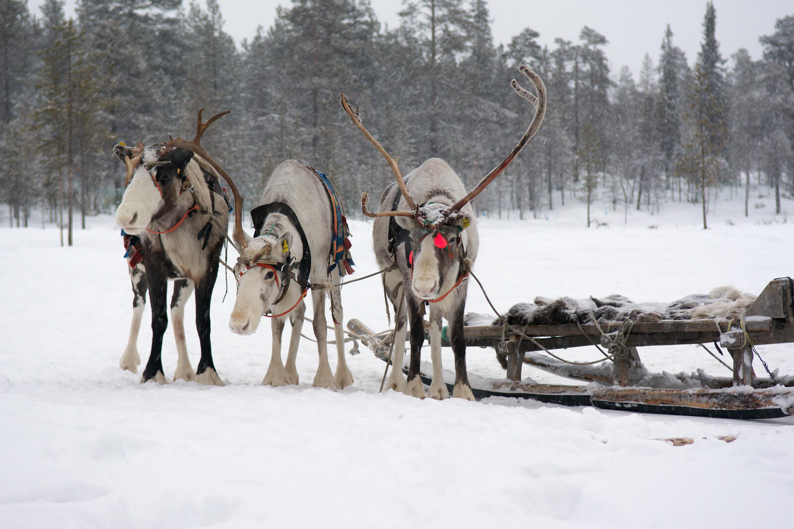 Sami reindeer team