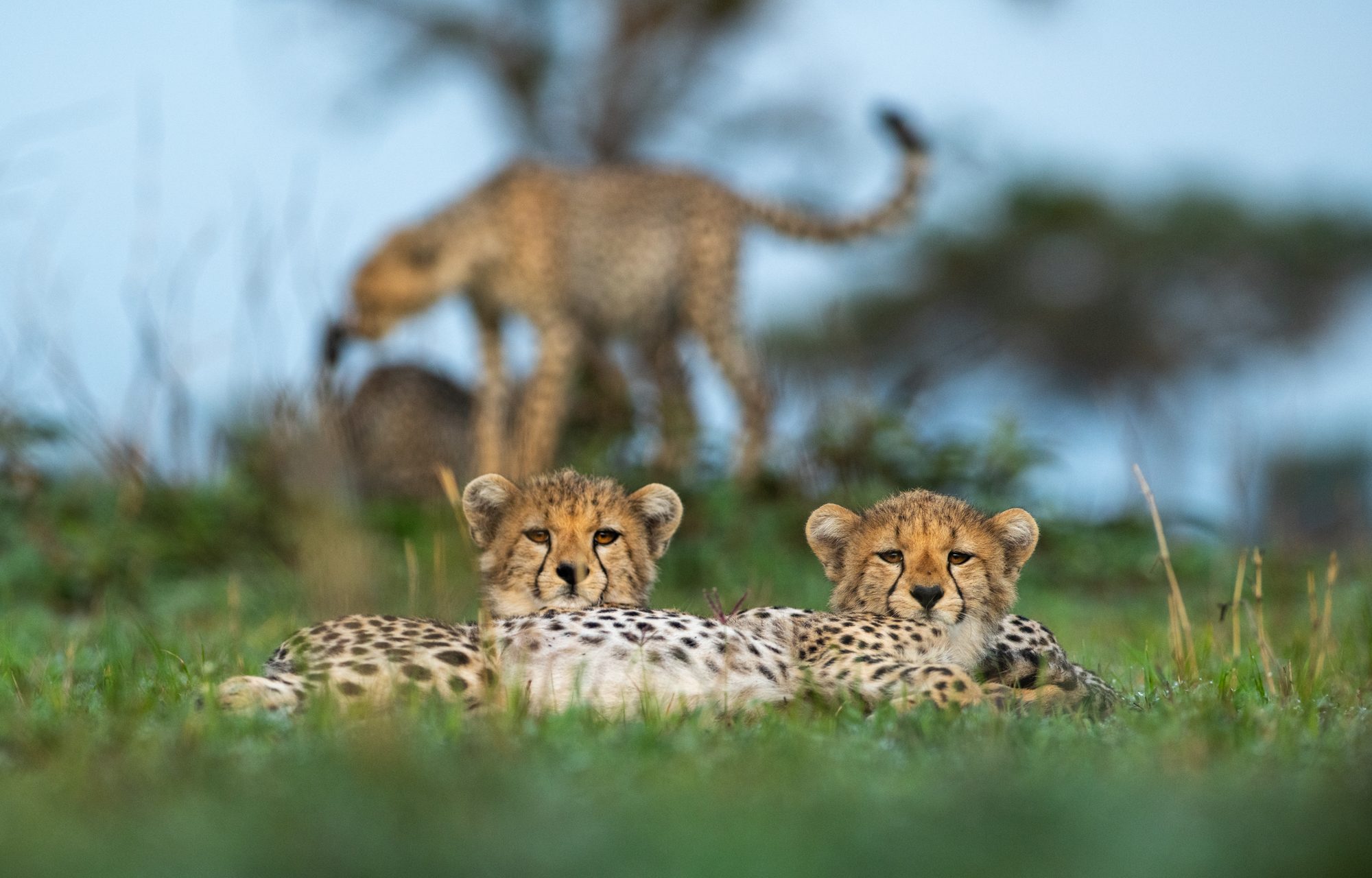 Singita Grumeti_Cheetah_Ross Couper