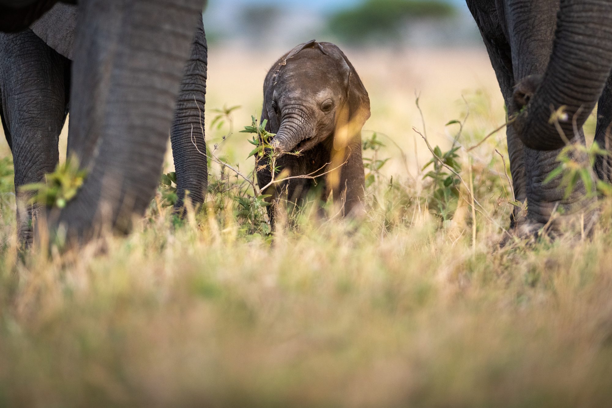 Singita Grumeti_Elephant Wildlife_Ross Couper