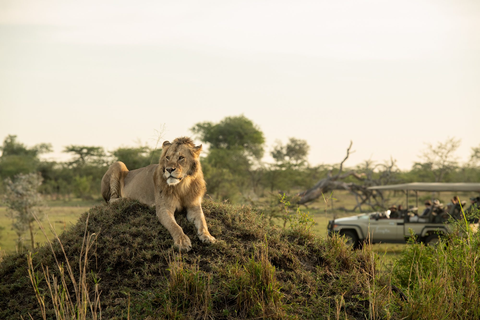 Singita Grumeti_Game Drive_Lion on termite hill_Ross Couper