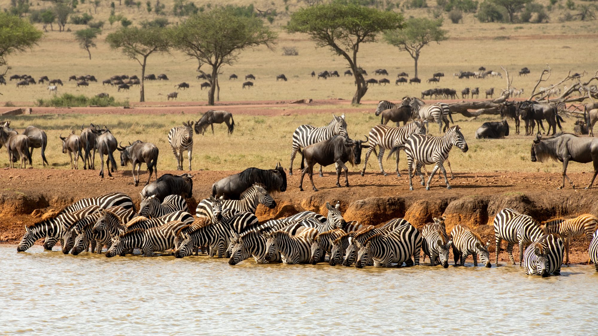 Singita Grumeti_Zebra and Wildebeest_Ross Couper