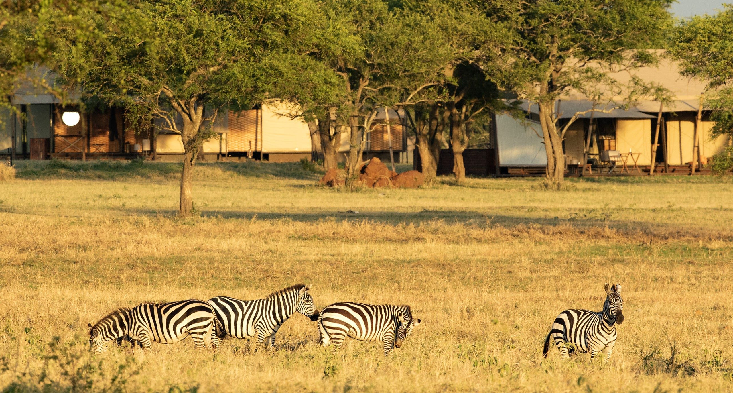 Singita Sabora Tented Camp_Zebra in the Camp