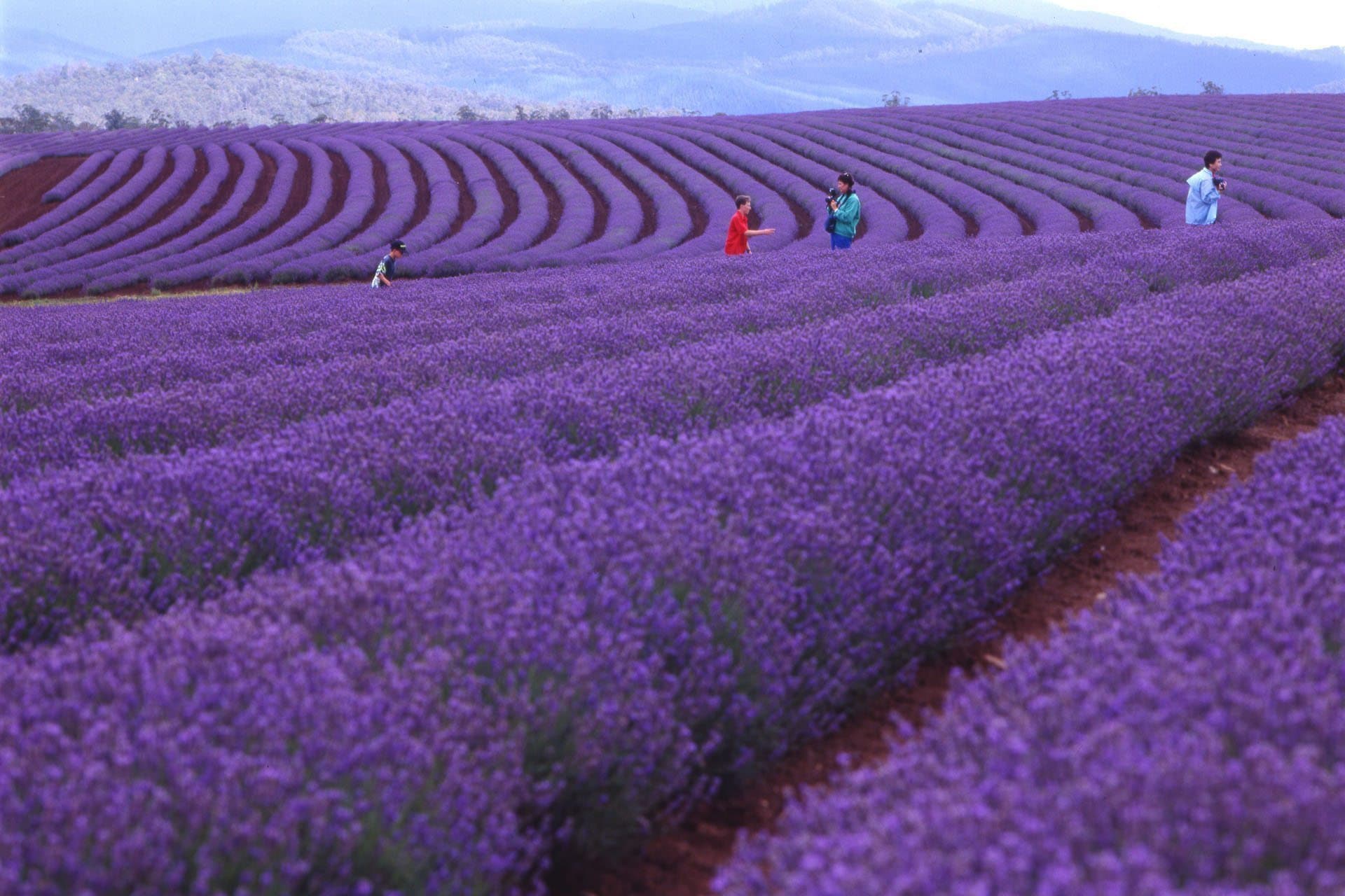 bridestowe-lavender-banner-LavField-People