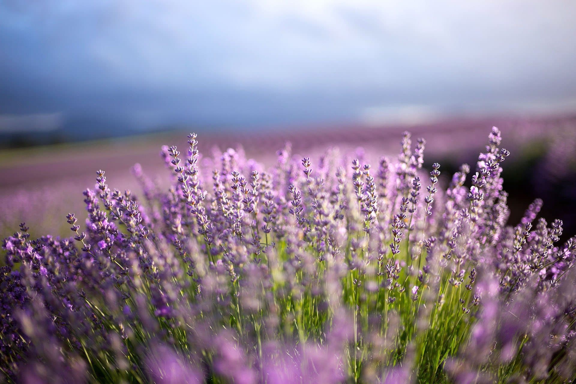 bridestowe-lavender-banner-close-flowers-photo-credit-Ockert-le-Roux-2014