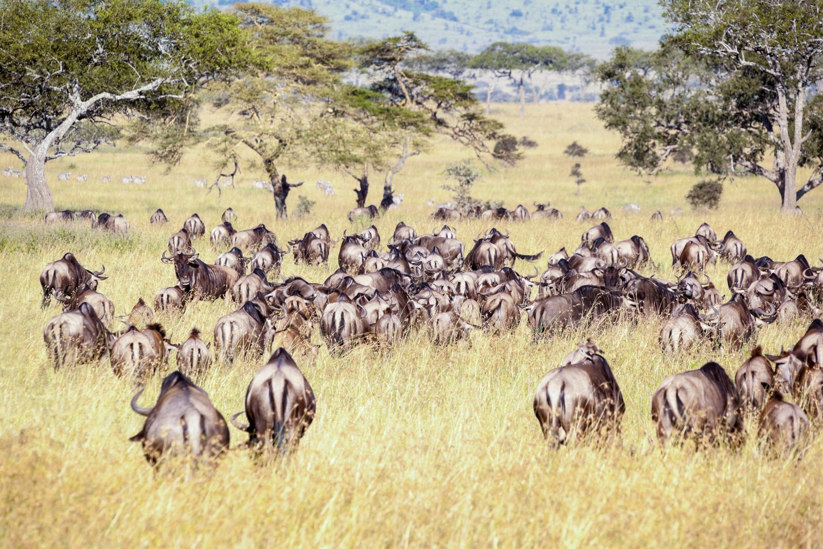 Wildebeests at the Great Migration