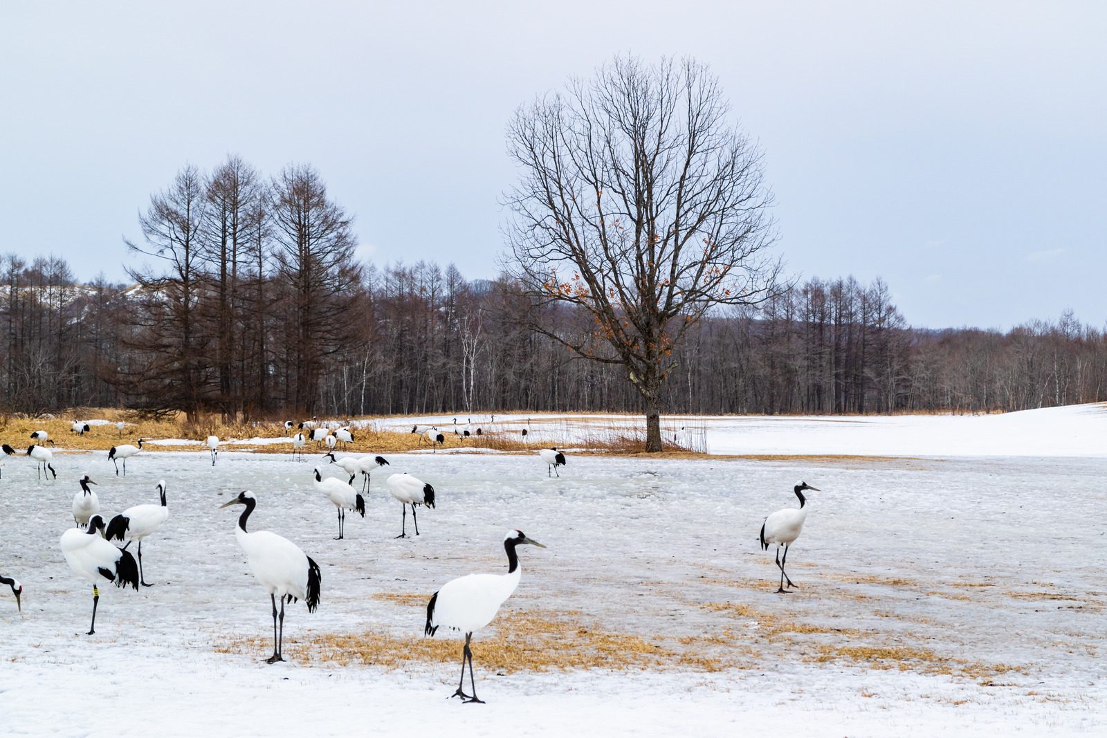 Japanese crane in Kushiro, Hokkaido,