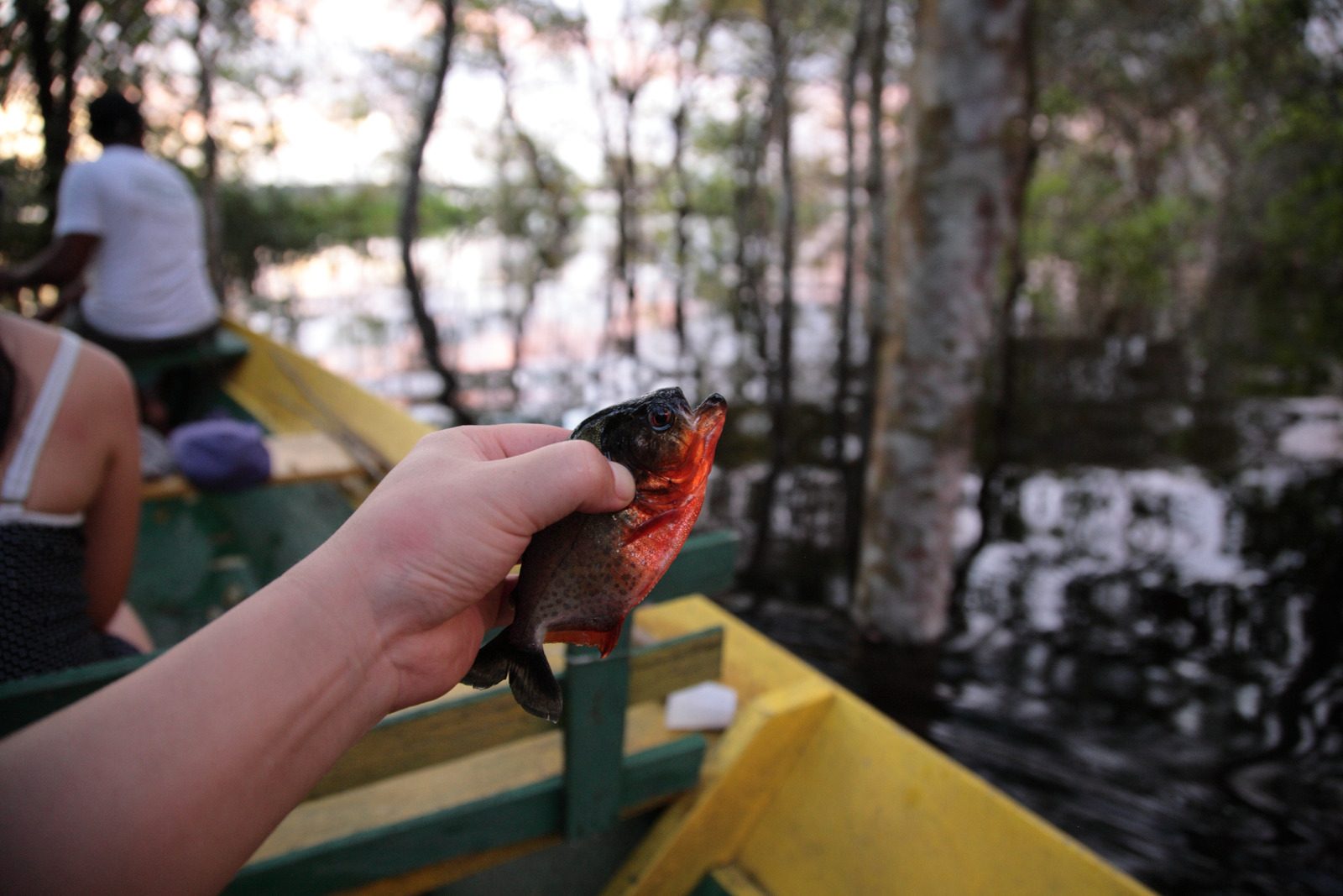 Wild Piranha fish caught in Amazon jungle river,Brazil